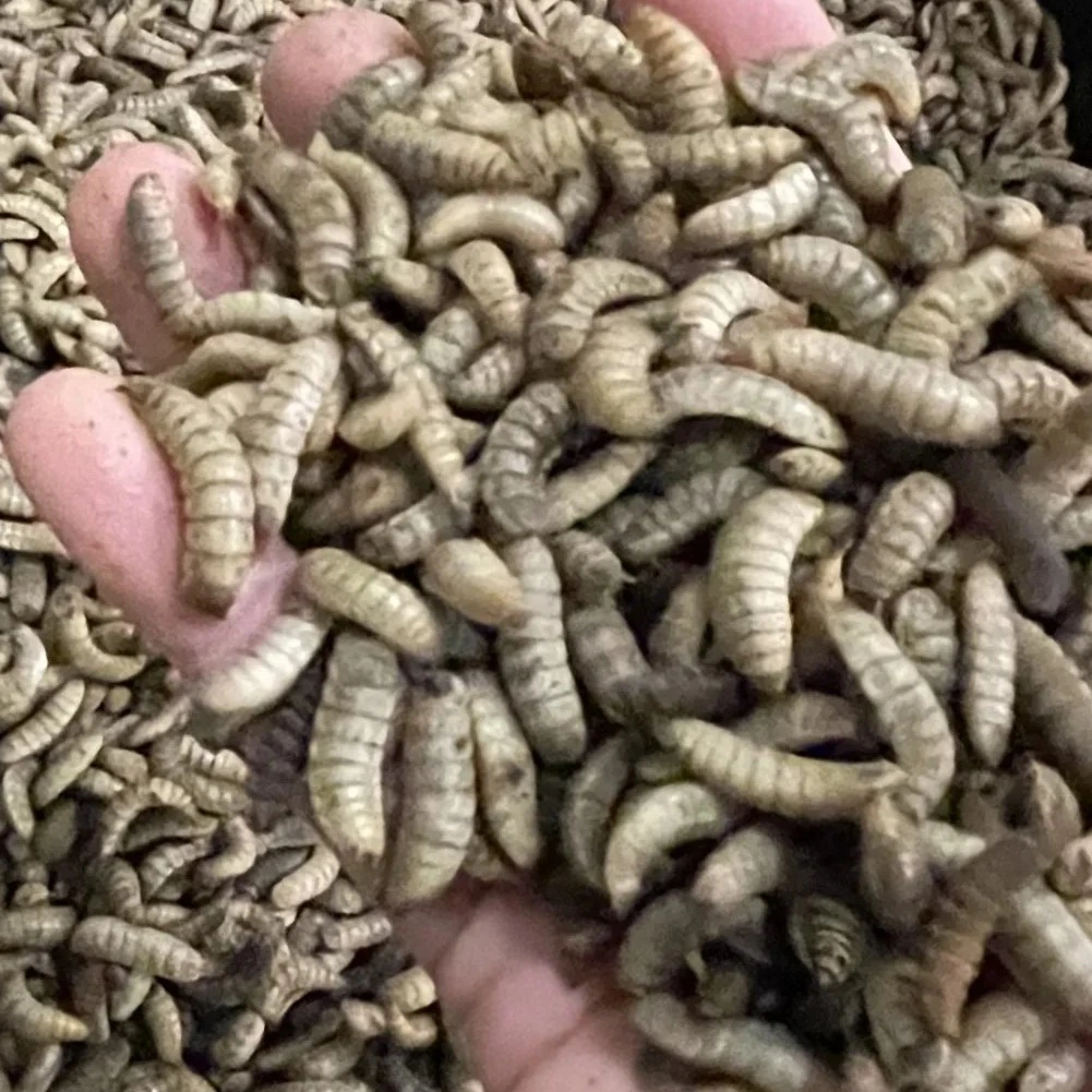 Black Soldier Fly (BSF) Farming Course